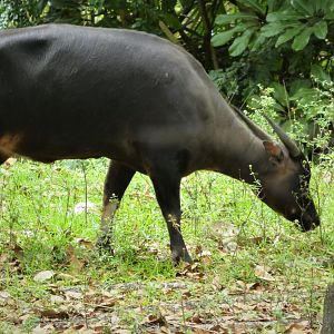 Asia - Lowland Anoa