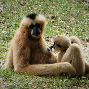 Asia - Northern White-cheeked Gibbon and Baby