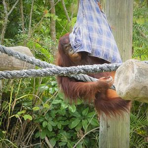 Asia - Bornean Orangutan