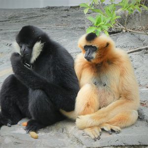 Asia - Northern White-cheeked Gibbons