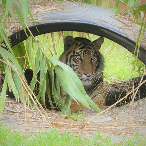 Asia - Sunda Island Tiger