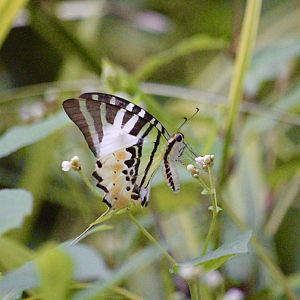 Wild Five-Bar Swordtail (Graphium antiphates)