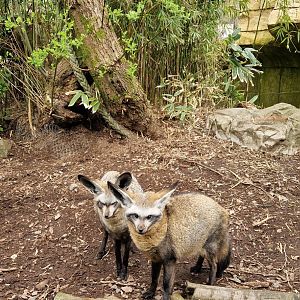 Bat-eared Fox