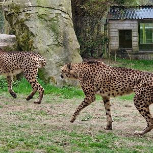 South African Cheetah