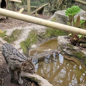 Fishing Cat