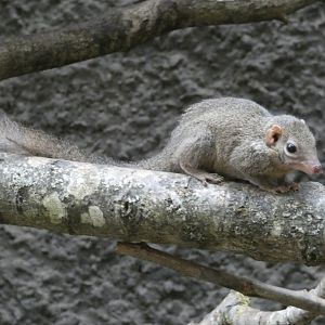 Belanger's tree shrew