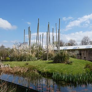 Buffy-headed capuchin island