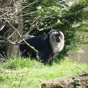 Lion-tailed macaque