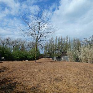 African hunting dog enclosure