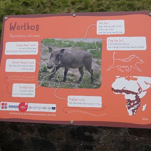 Warthog signage