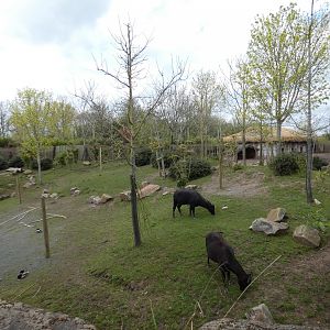 Lowland anoa enclosure