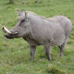 Warthog
