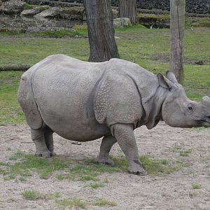 Greater one-horned rhinoceros