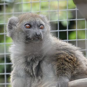 Lac Alaotra bamboo lemur