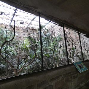 Sunda wrinkled hornbill aviary