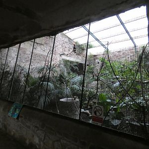 Javan rhinoceros hornbill aviary