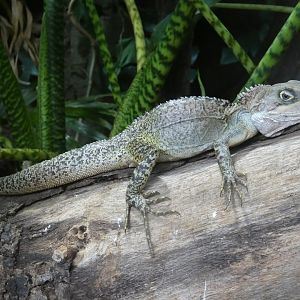 Gariau forest dragon