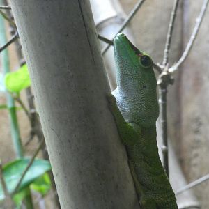 Madagascar giant day gecko