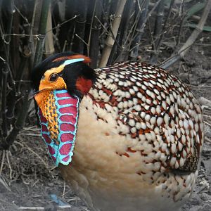Cabot's tragopan