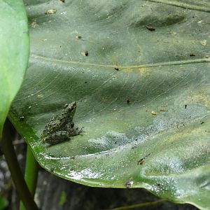 Bornean rock frog