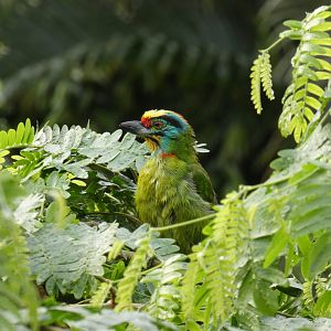 Black-browed barbet