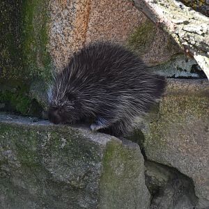 North American porcupine