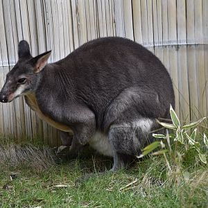 Dusky pademelon