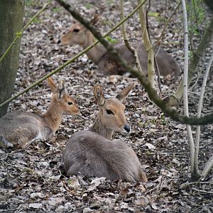 Southern mountain reedbuck