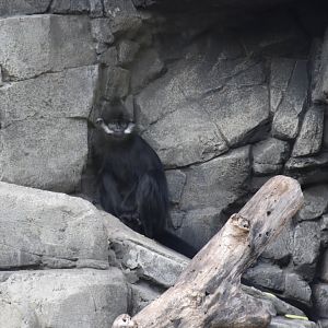 François' langur