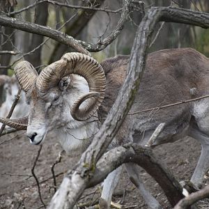 Marco Polo sheep