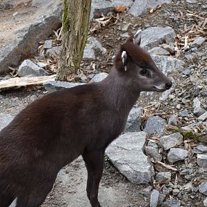 Southeastern tufted deer