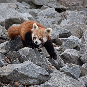 Red panda