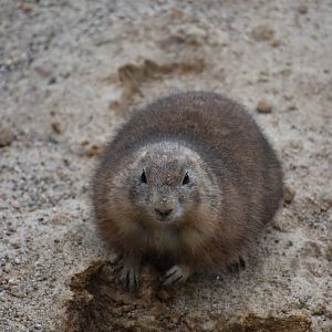 Black-tailed prairie dog