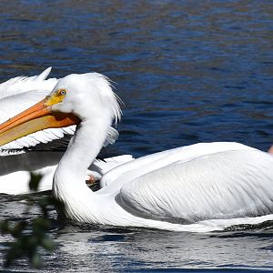 American white pelican