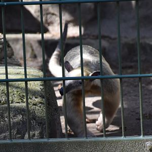 Long-tailed tamandua