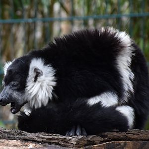 White-belted black-and-white ruffed lemur