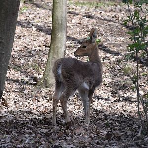 Southern mountain reedbuck baby