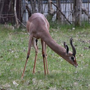 Southern gerenuk male