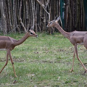 Southern gerenuk female