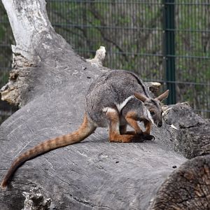 Ring-tailed rock-wallaby