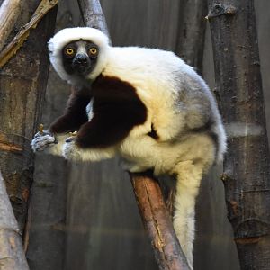 Coquerel's sifaka