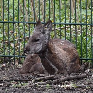Siberian musk deer