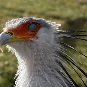 Secretarybird (Zombie version)