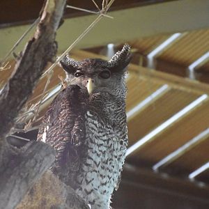 Barred eagle-owl