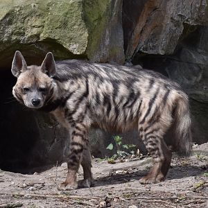 Arabian striped hyena