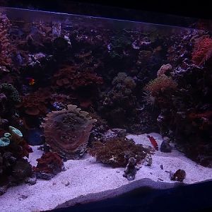 Mixed tank (species in description)