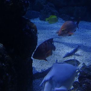 Some inhabitants of the tunnel aquarium