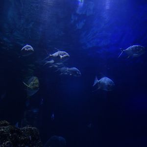 A few inhabitants of the tunnel aquarium