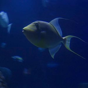Queen triggerfish (Balistes vetula)