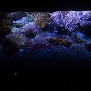 Mixed tank (species in description)